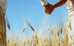 Hạt đường của tình yêu